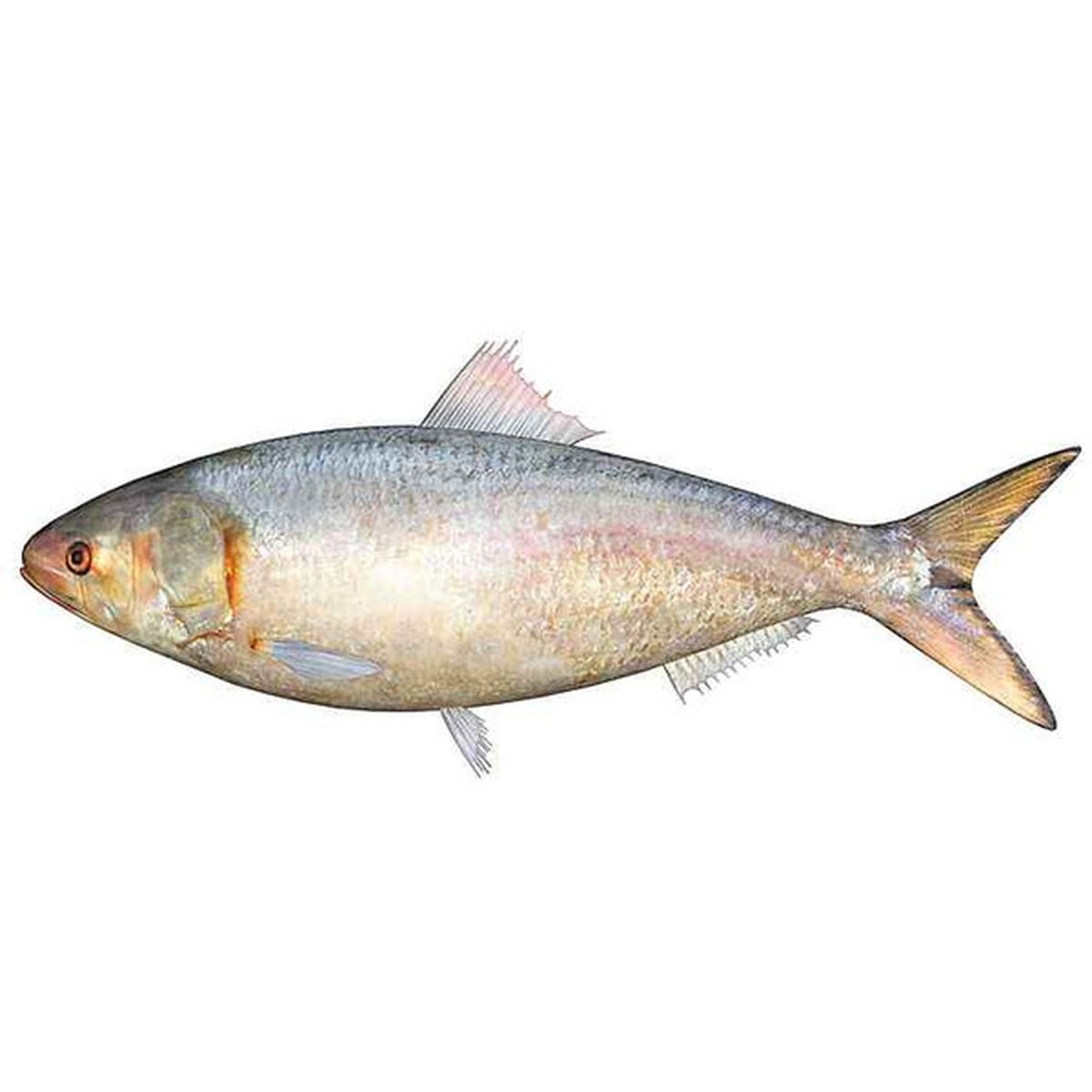Hilsa XL 1 Lbs