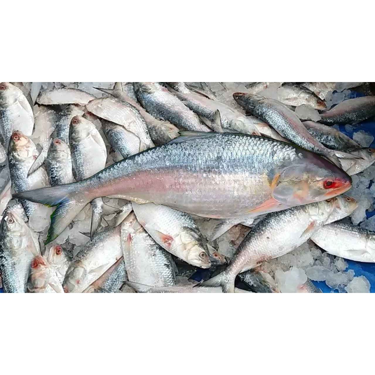 HILSA FISH FROZEN 1 LBS