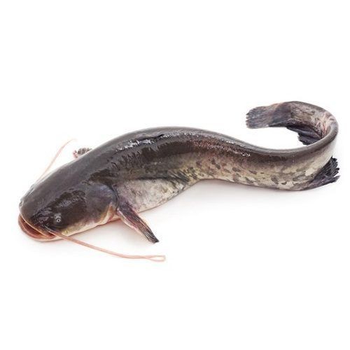 Catfish 1 LBS