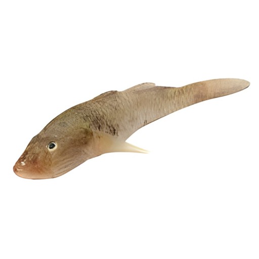 Bailya Block Fish 1 LBS