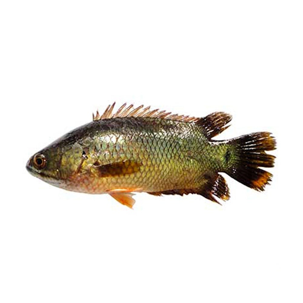 TATKA KOI IQF 500 GM