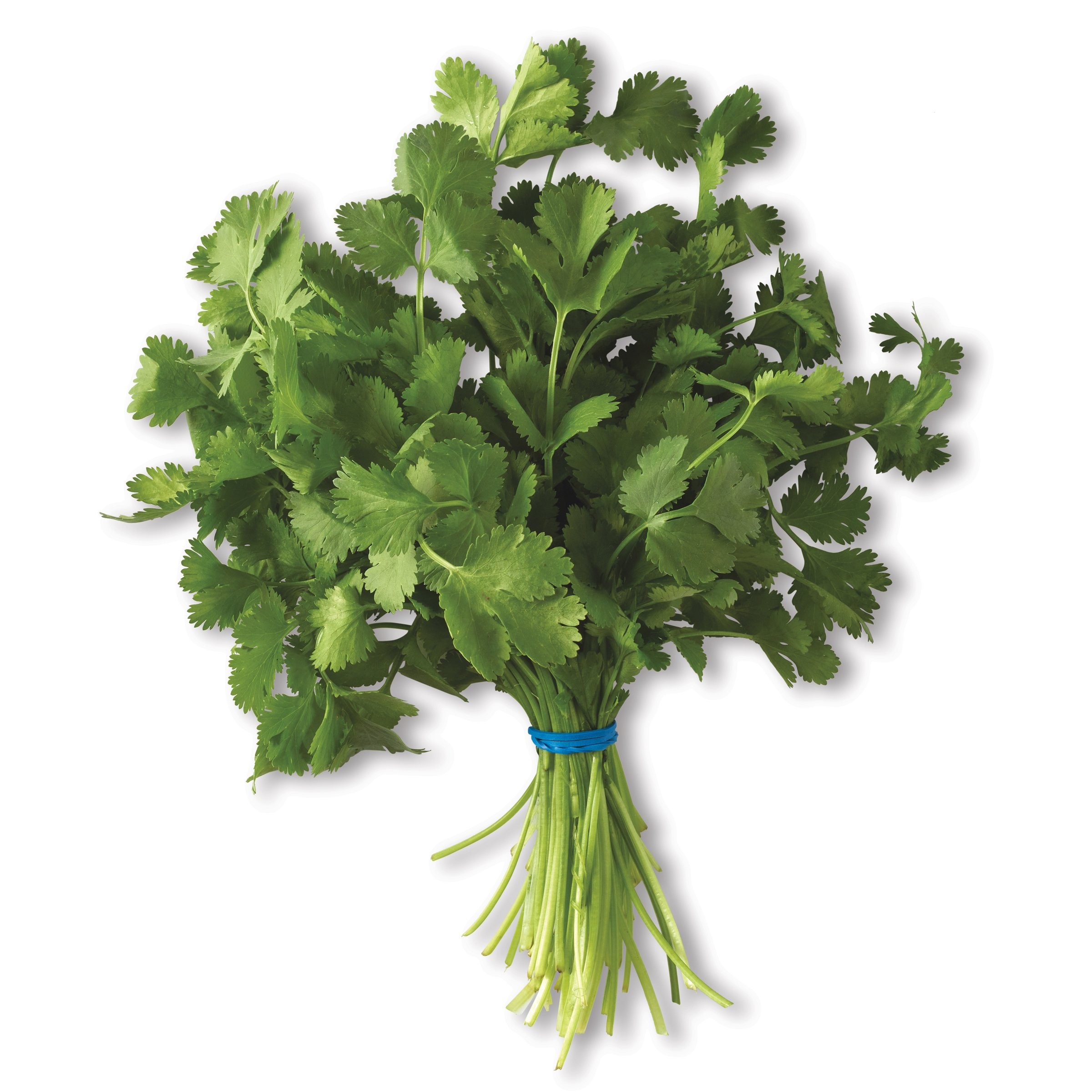 Cilantro 1 BUNCH