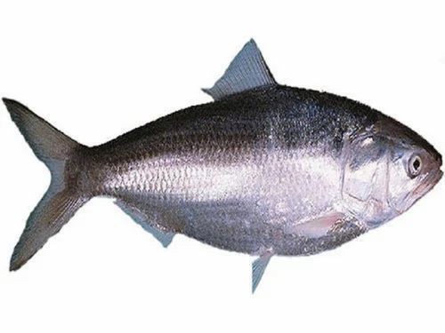 Hilsa Whole 1 LB