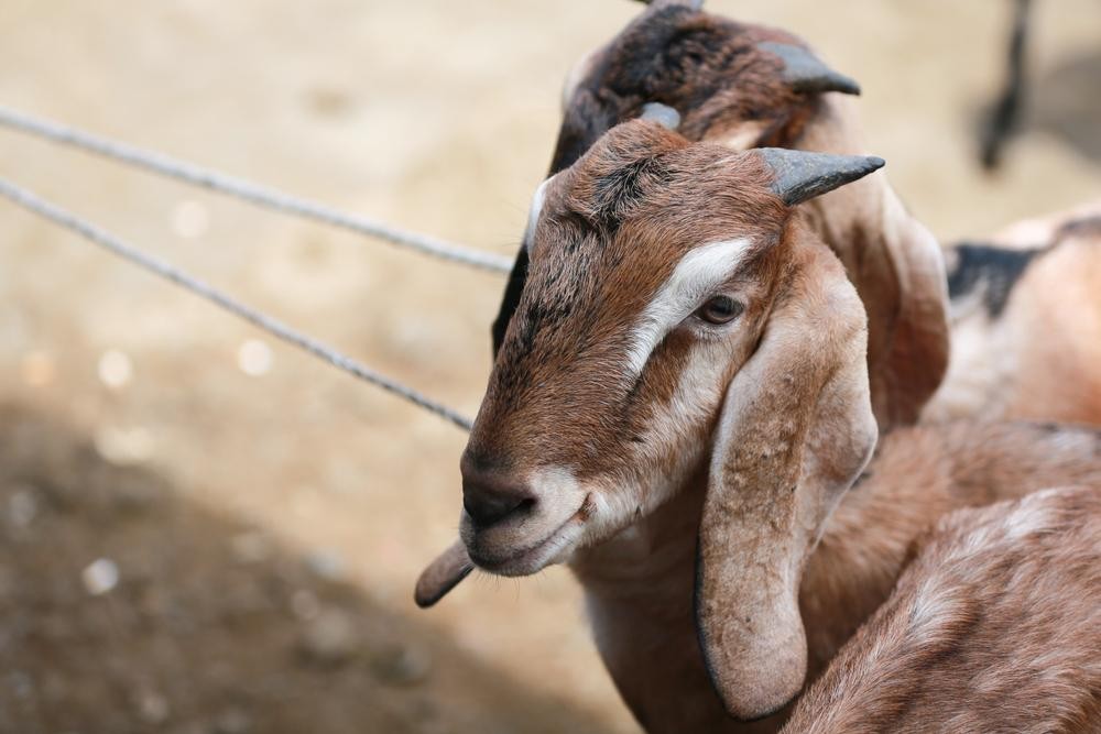 Qurbani Goat 1 COUNT