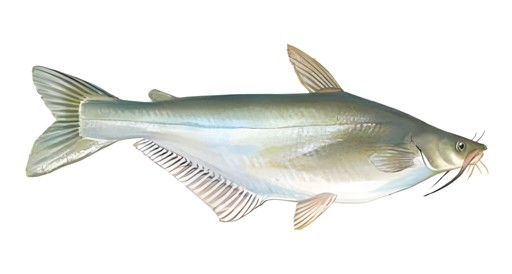 Swai Fish   Regular 2 LBS
