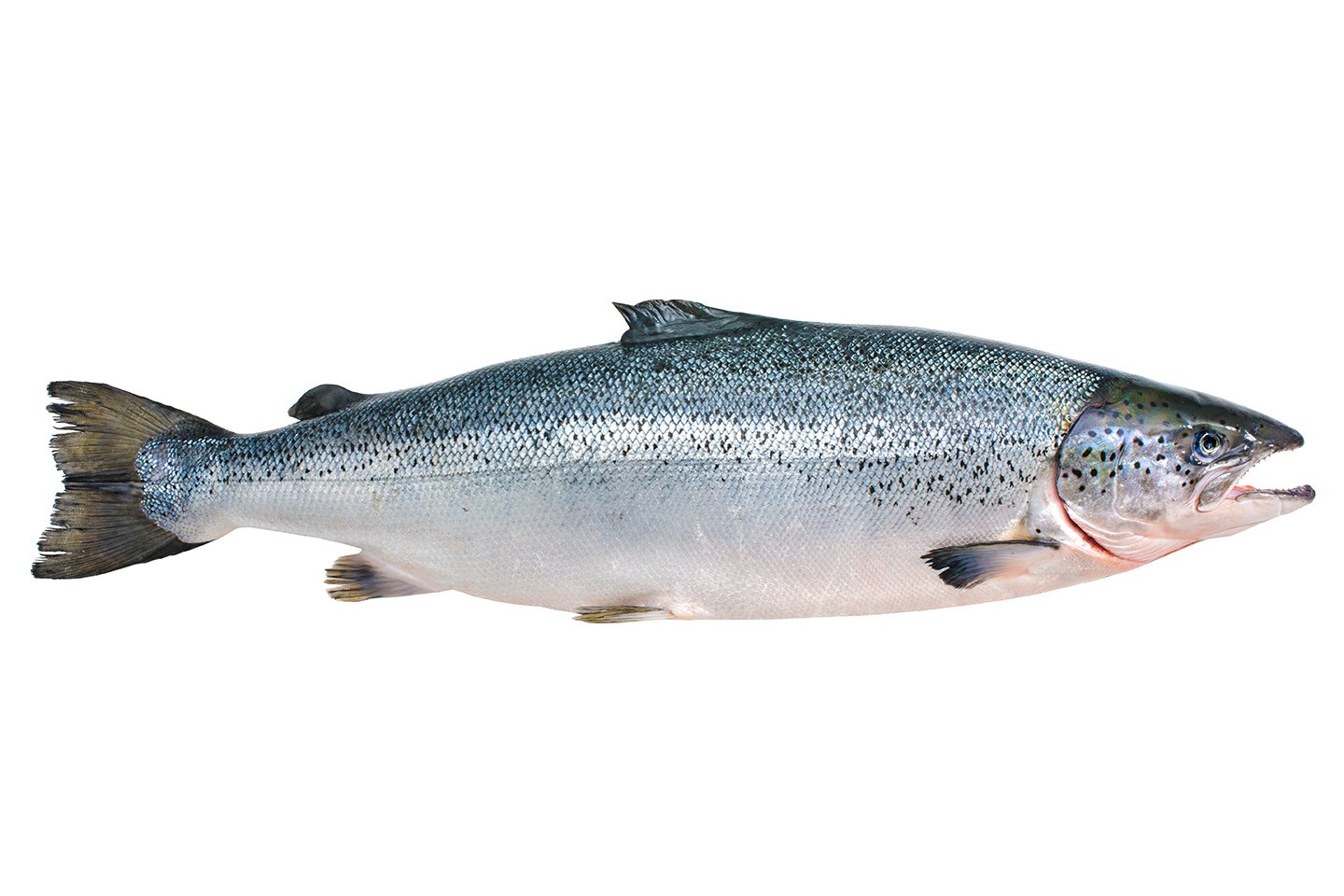 Salmon 1 LBS