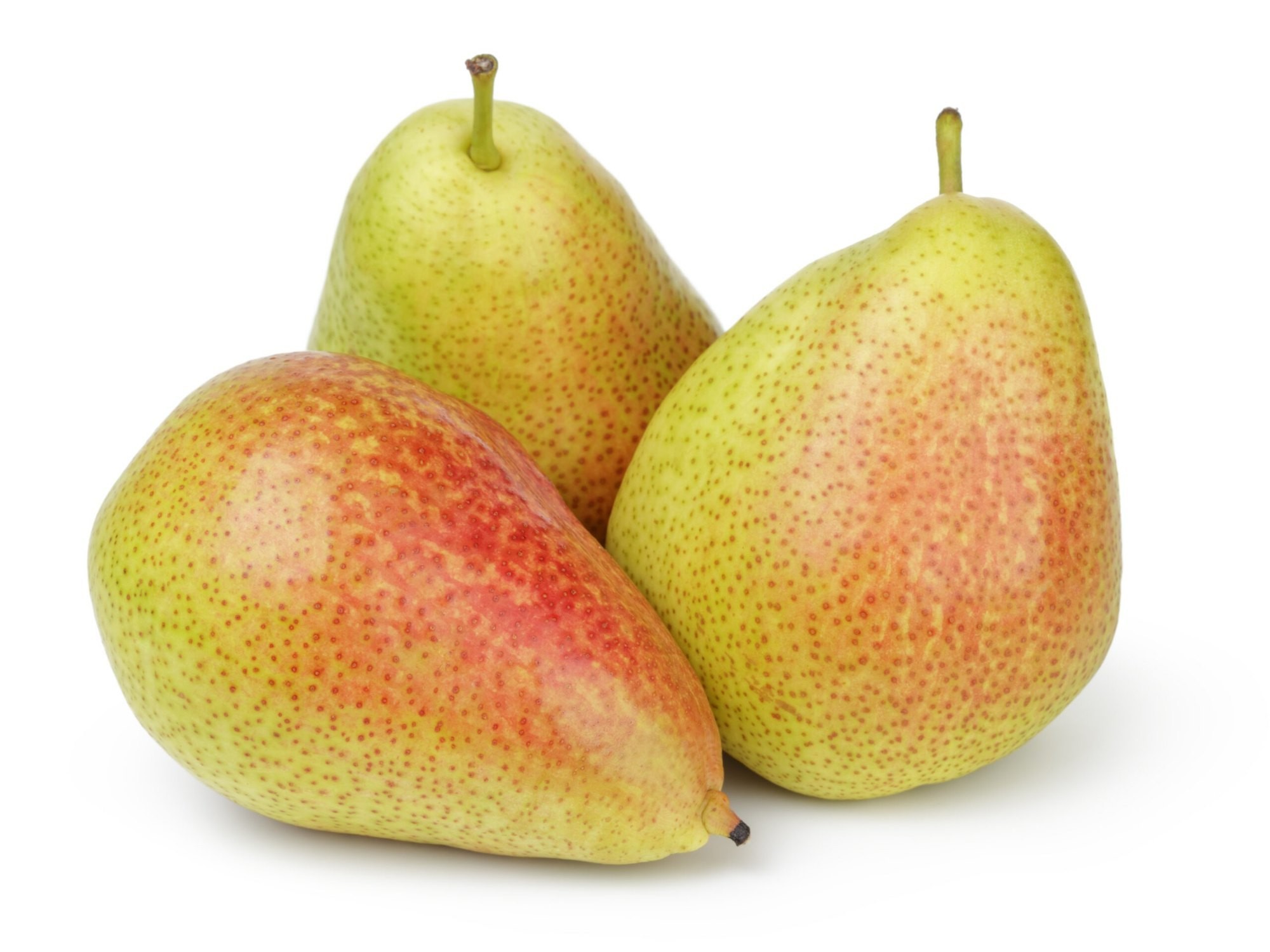 KANTOLA 1 LBS