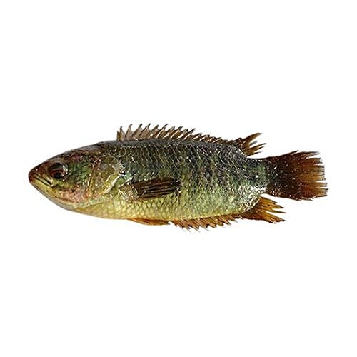 Deshi Koi 250 Gm 250 GM