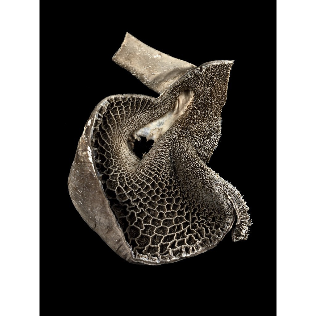 Fish Steak 2 LB