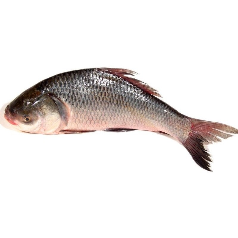 KATLA (2,3,4,5)kg 1 EACH
