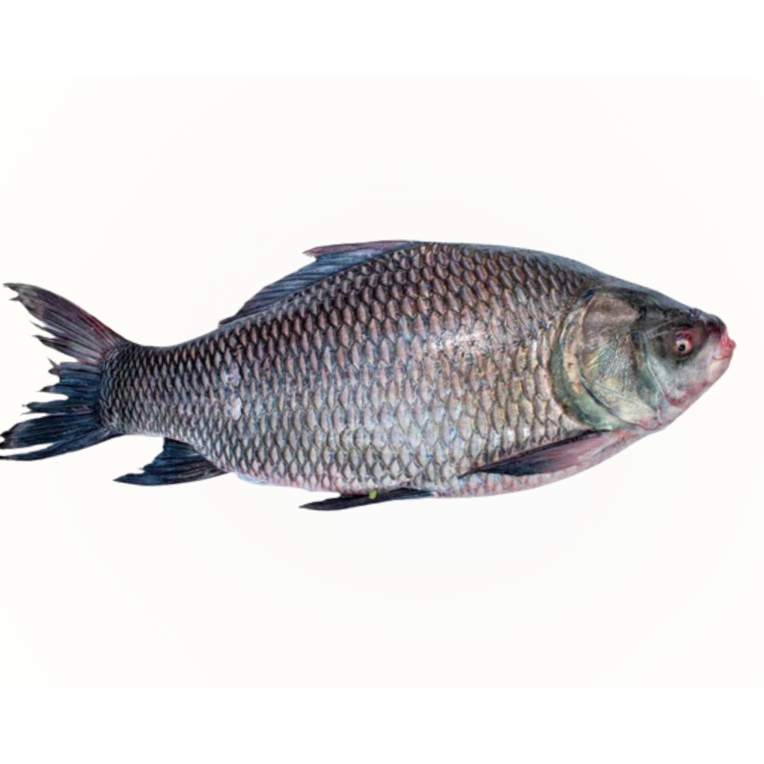 KATLA (2,3,4,5)kg 1 EACH