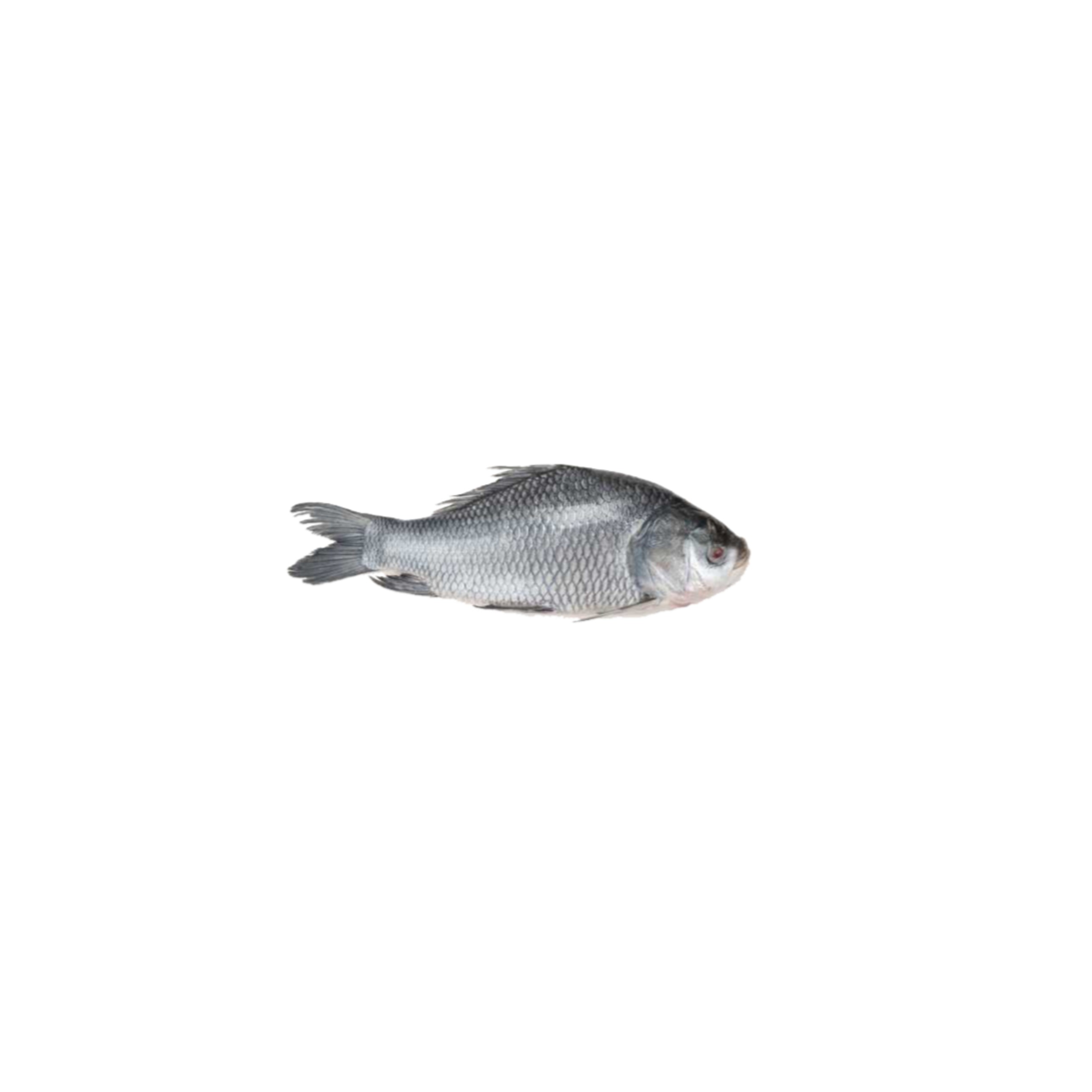KATLA (6,7,8)kg 1 EACH