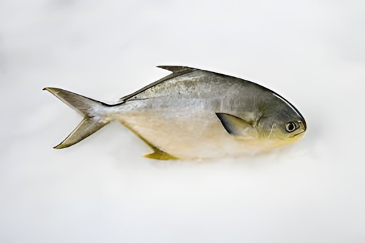 Pompano   Skinless 4 LBS