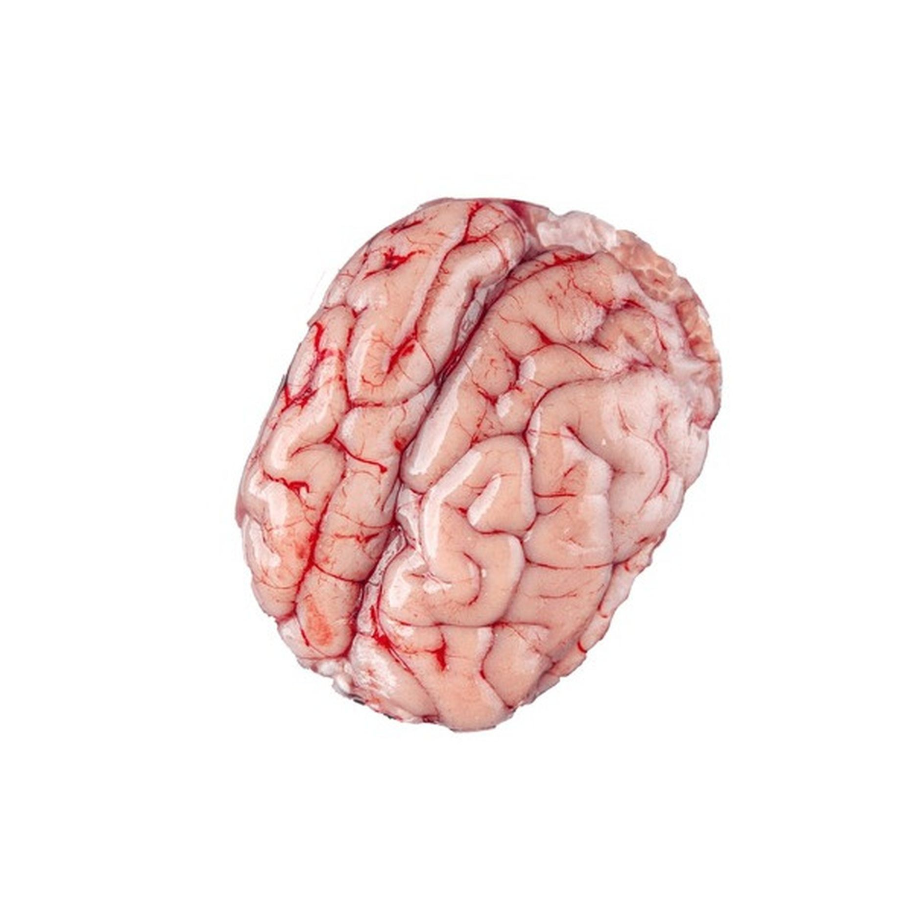 Offal Brain 1 LB