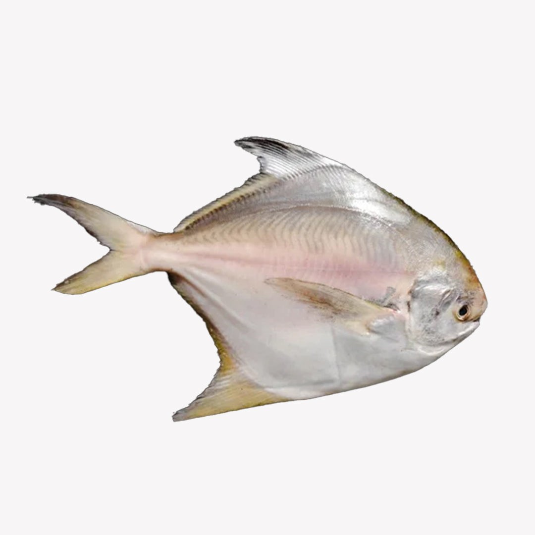 White Pomfret (M)   Fine Cut 3 LBS
