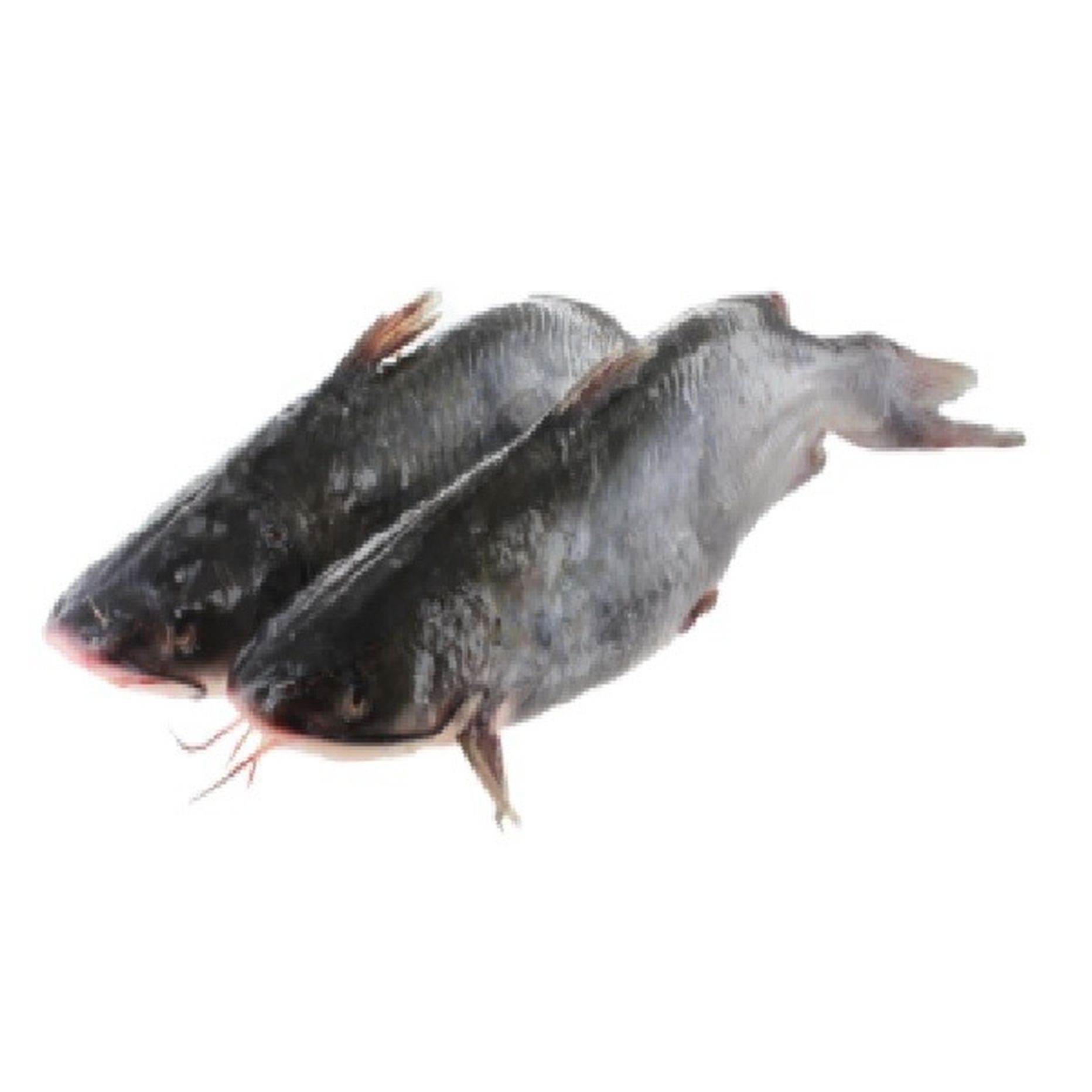 Catfish   Rib Cube 4 LBS