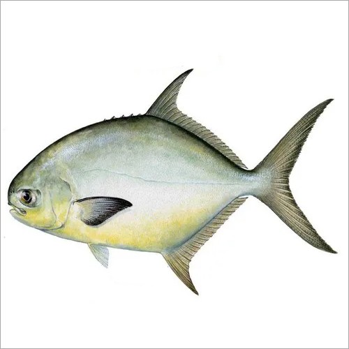 Pompano   With Skin 2 LBS