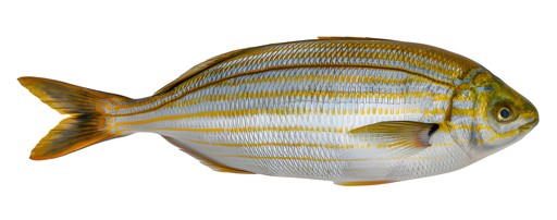 Porgies   Lean Cut 3 LBS
