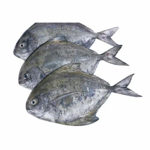 Black Pomfret   Curry Cut 3 LBS