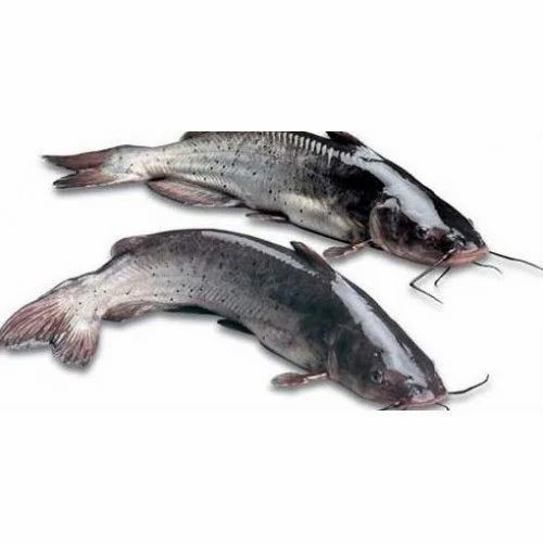 Catfish   Fine Cut 4 LBS