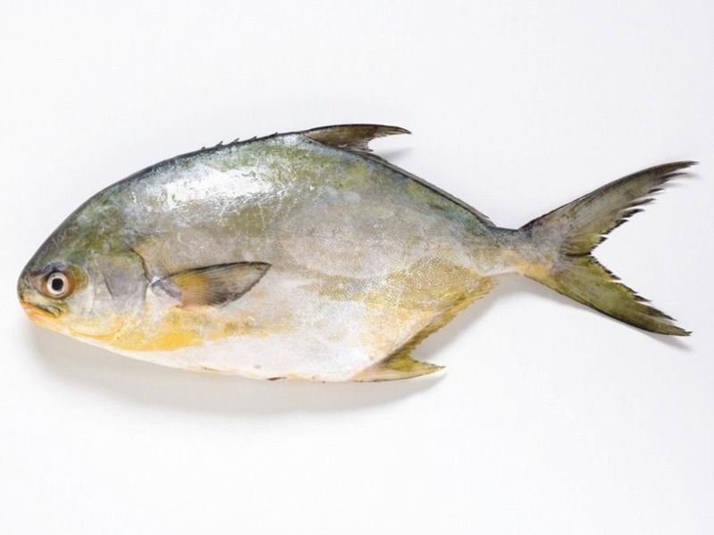 Pompano   Thin Curry Cut 3 LBS