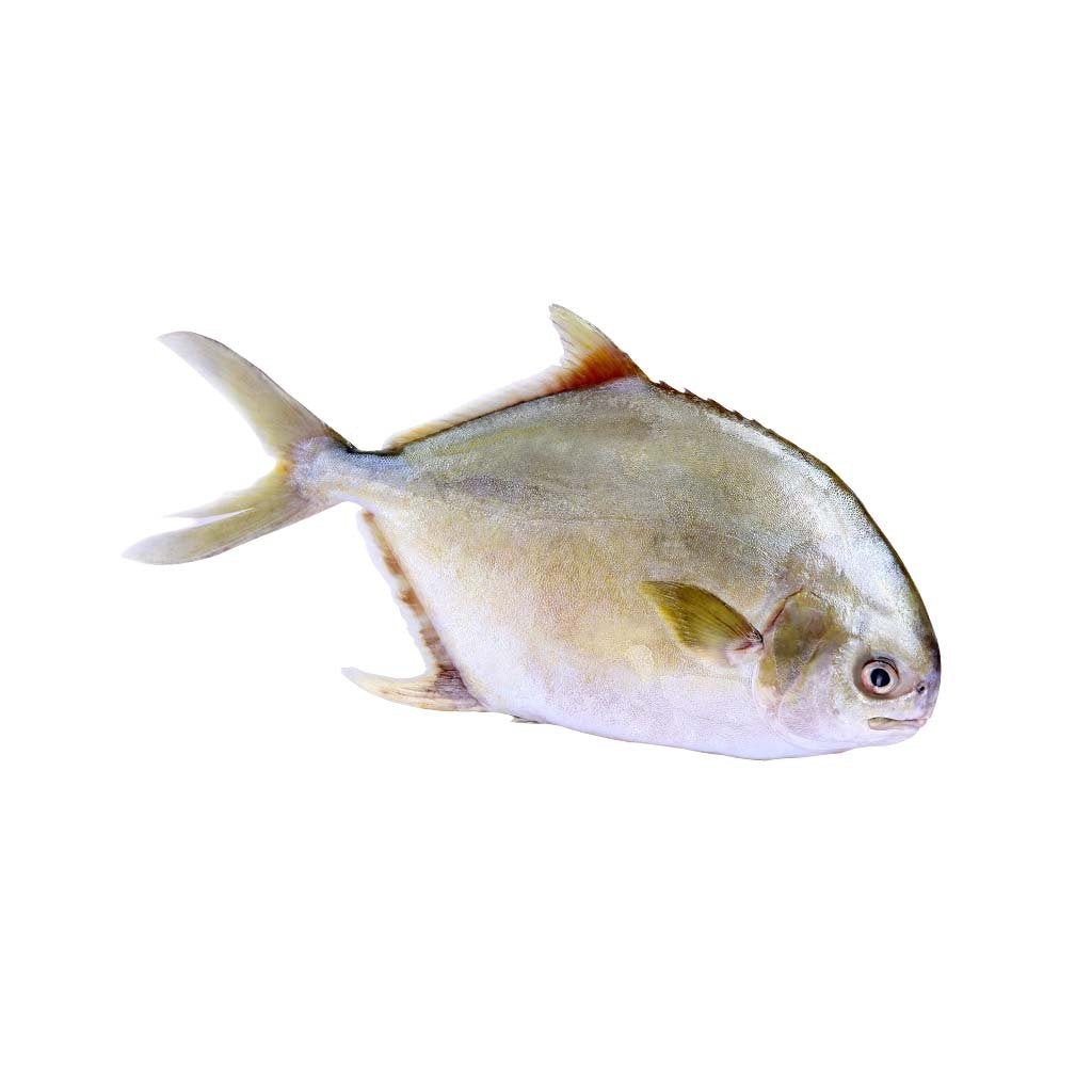 White Pomfret (M)   Fine Cut 1 LBS