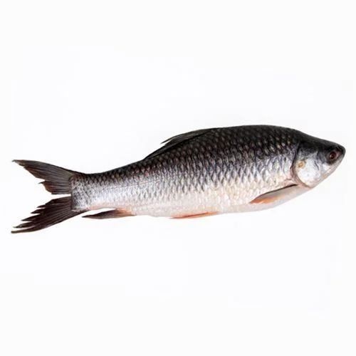 Frozen Fish   Half Cut 2 LBS