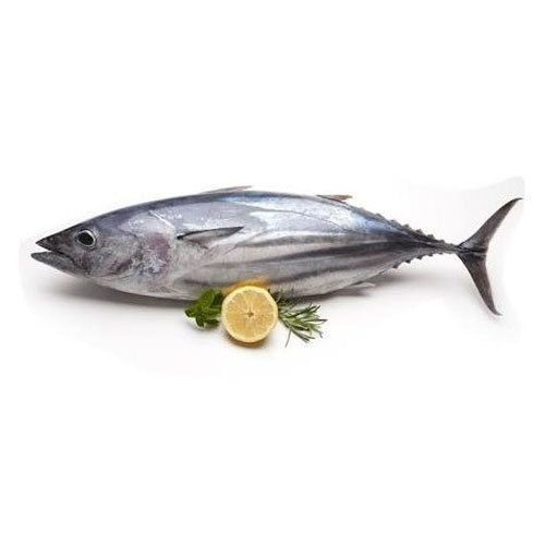 Tuna White   Tail Cut 2 LBS