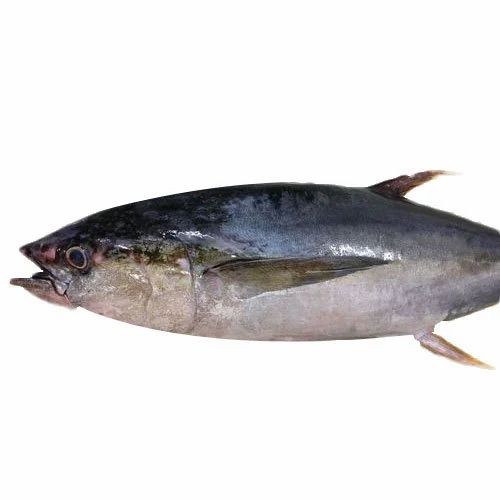 Tuna White   Tail Cut 1 LBS