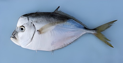 Moon Fish   Tail Cut 4 LBS