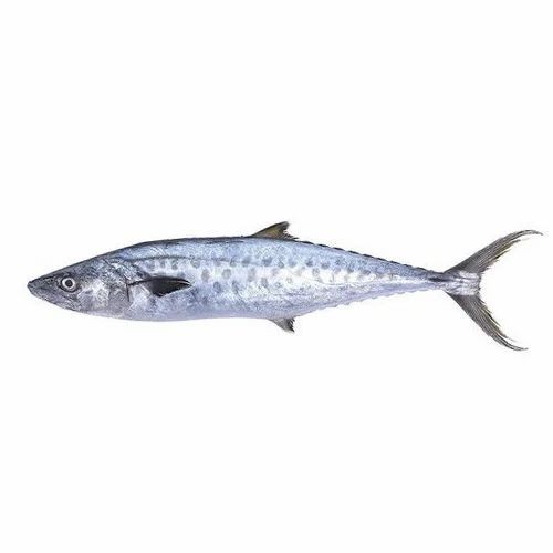 Indian King Fish   Tail Cut 3 LBS