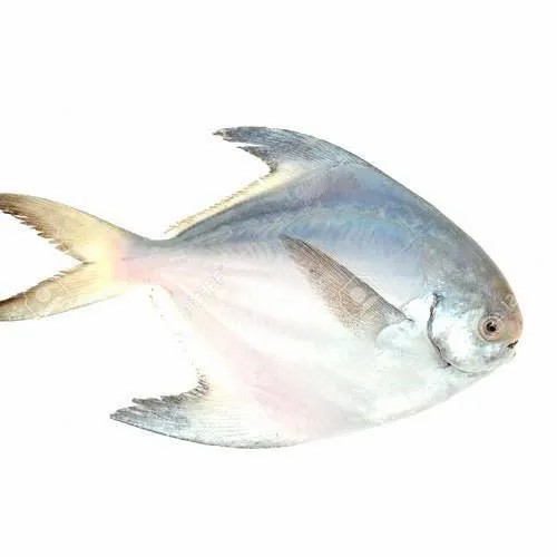 White Pomfret (M)   Chunky Cut 2 LBS