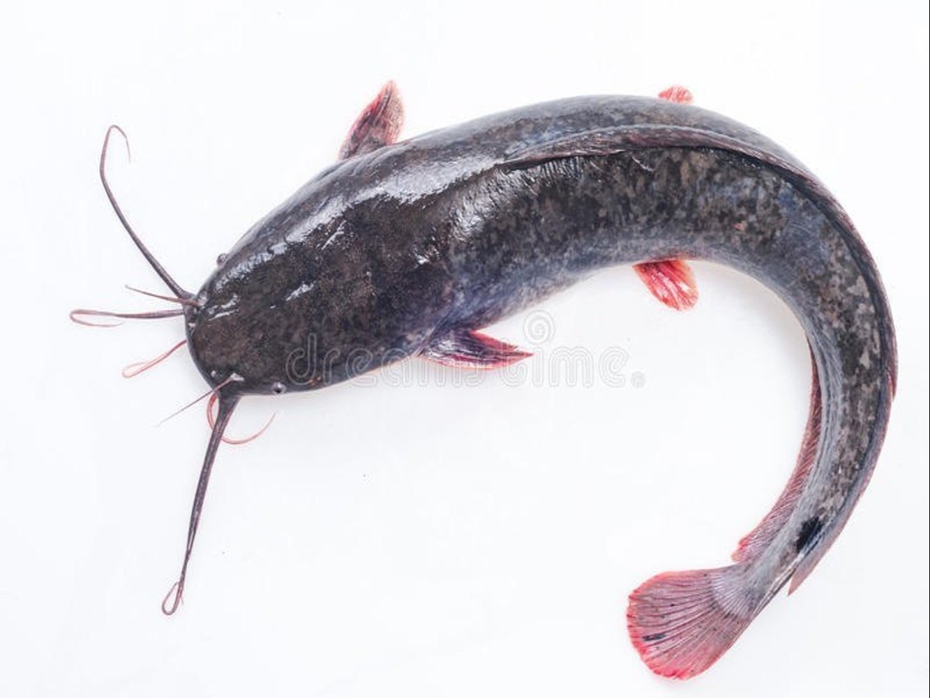Catfish   Rib Cube 1 LBS