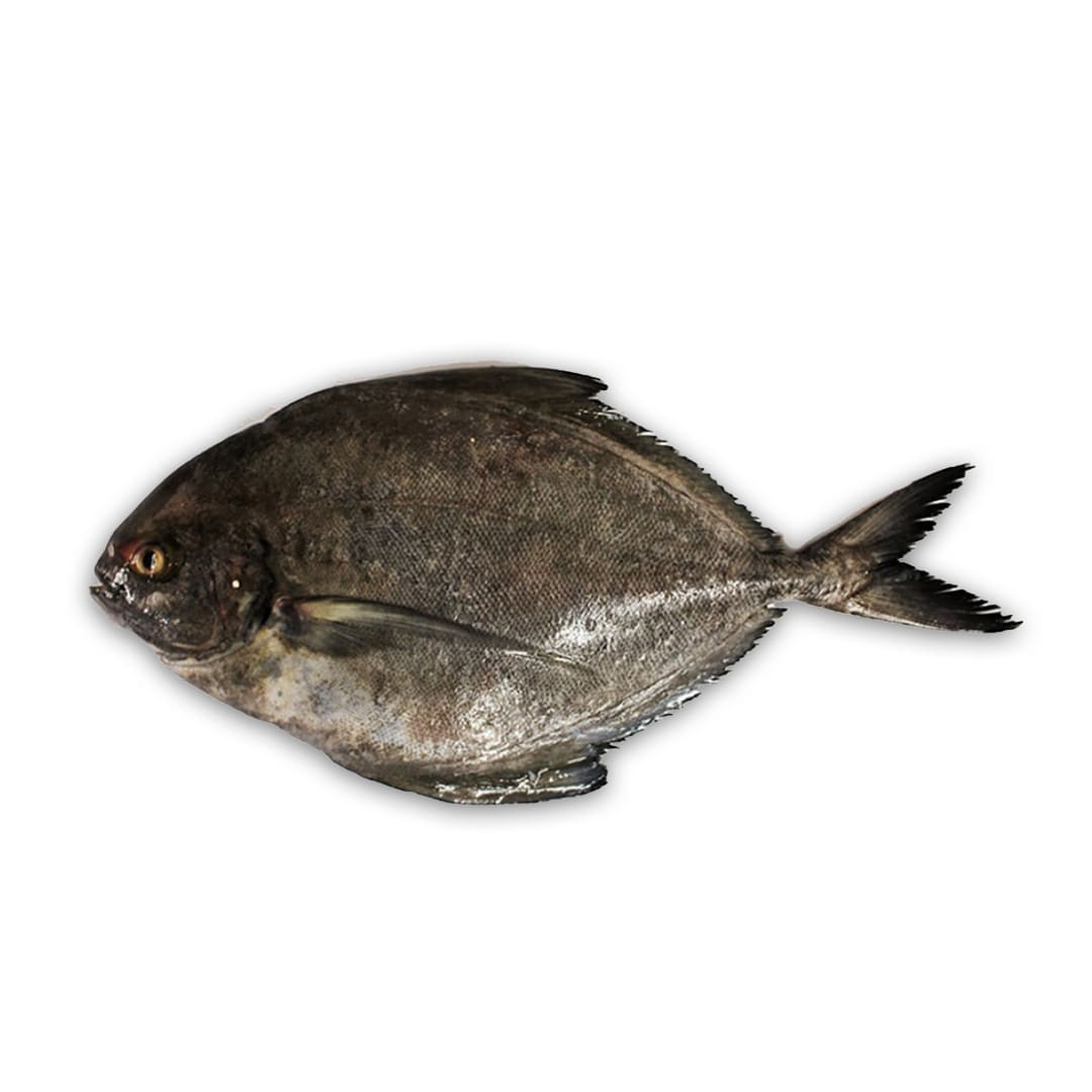 Black Pomfret 1 LBS