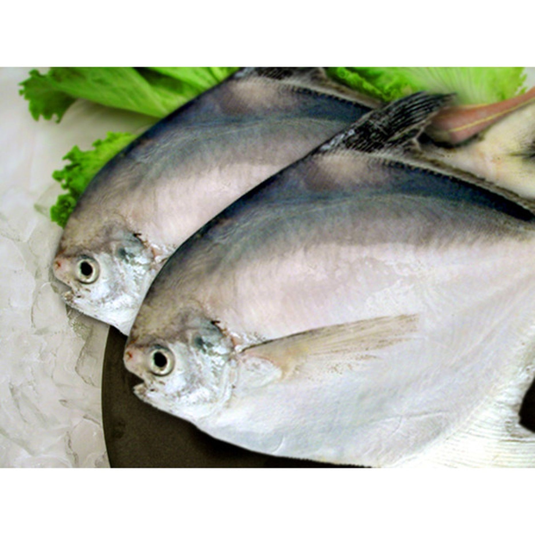 White Pomfret (M) 1 LBS