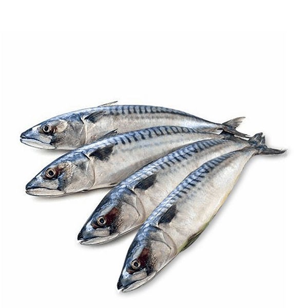 India King Fish 1 LBS