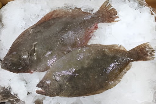 Jumbo Fluke 1 LBS