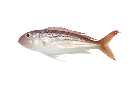 Sea Bream 1 LBS
