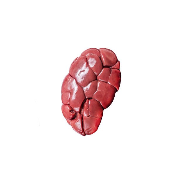 Fresh Cow Baby Kidney 4 LBS