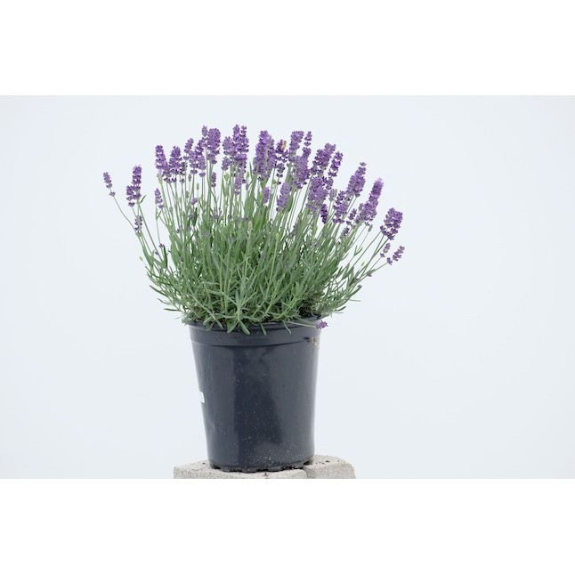 Shree Lavender Incense 1 PACK