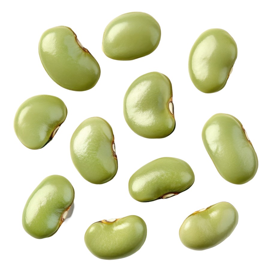 Shana Papdi Lilva 900 GM