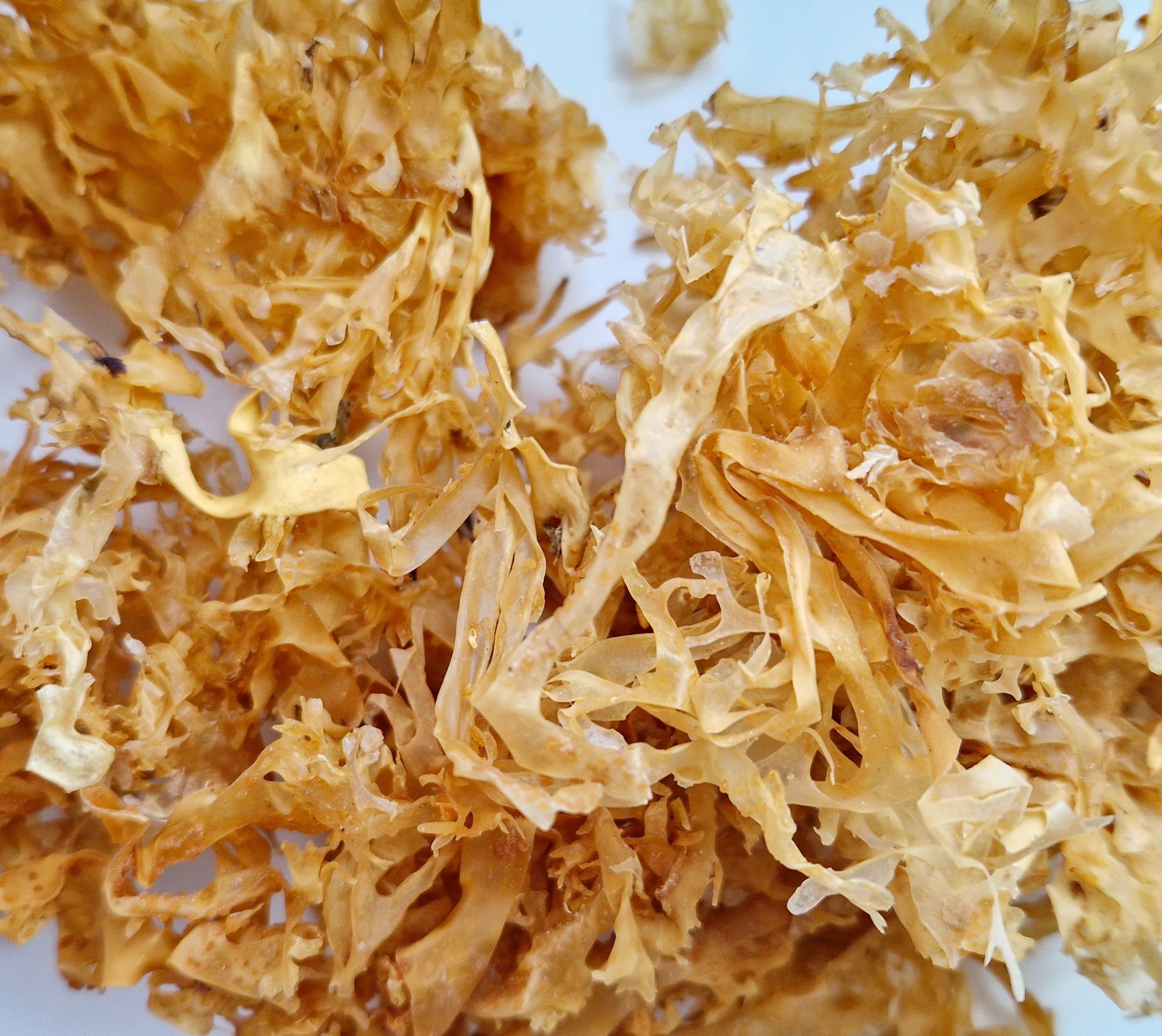 KALUSTYANS IRISH SEA MOSS 1 Lbs