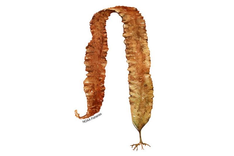 H.M SUGAR KELP 0.06 Lbs