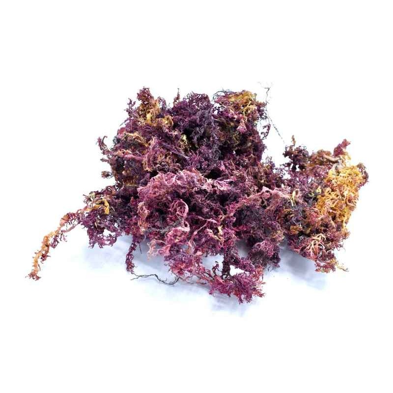 KALUSTYANS ORGANIC PURPLE SEA MOSS JAMAICAN 0.13 Lbs