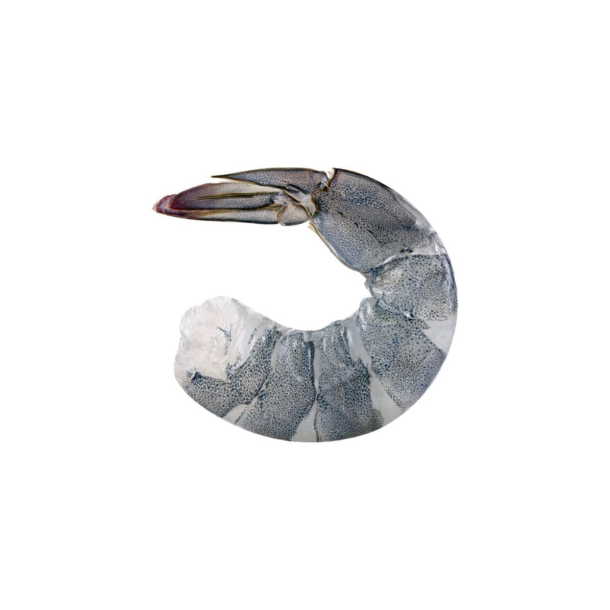 OCEANIC FRO RAW FRE WATER SHRIMPS 32 OZ