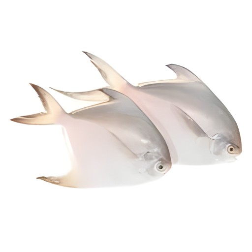 WHITE POMFRET 1 KG