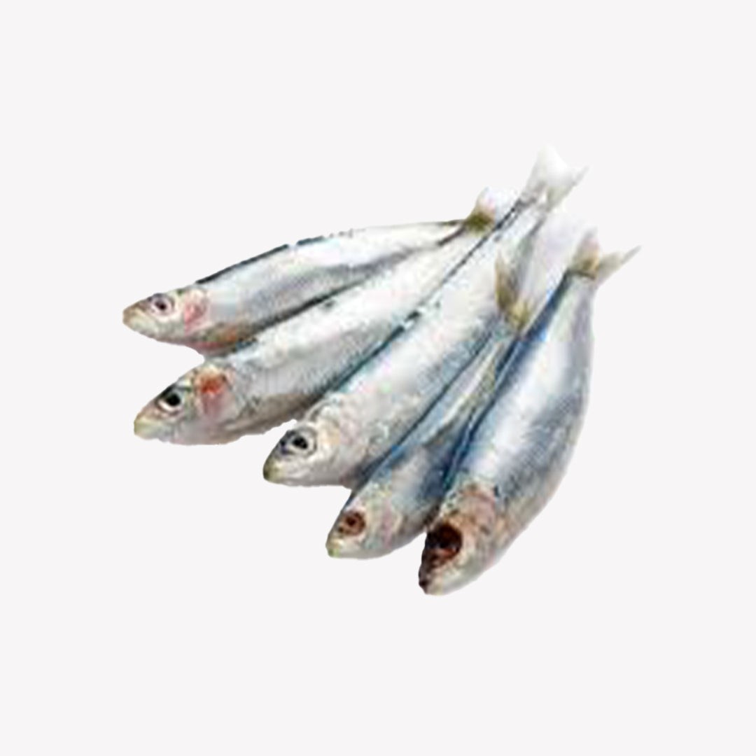Sardine Fish 2 LBS