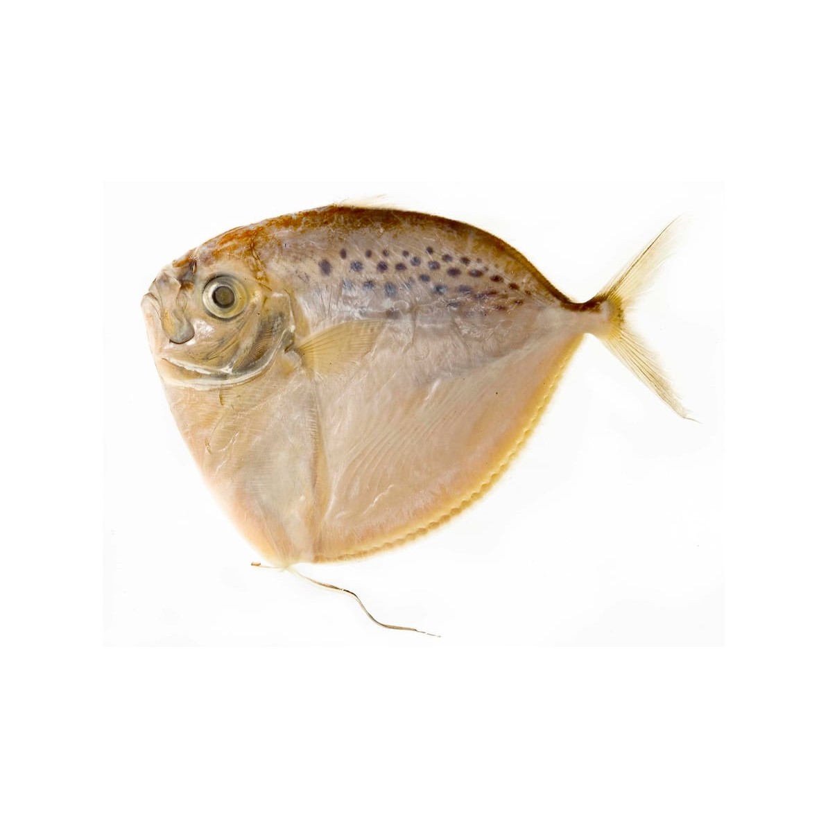 DD FRZ FISH MOON 2 LBS