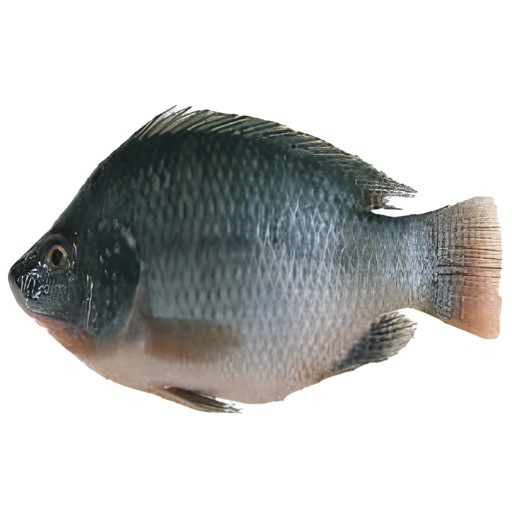 TILAPIA FISH 2 LBS