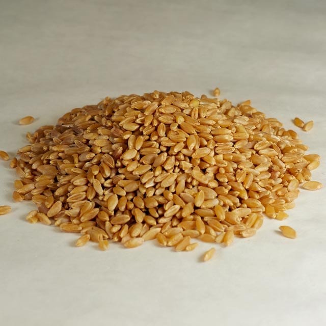 Sartaj Whole Grain Durum 20 LBS